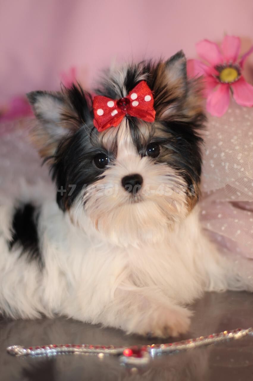 Щенок Бивер девочка