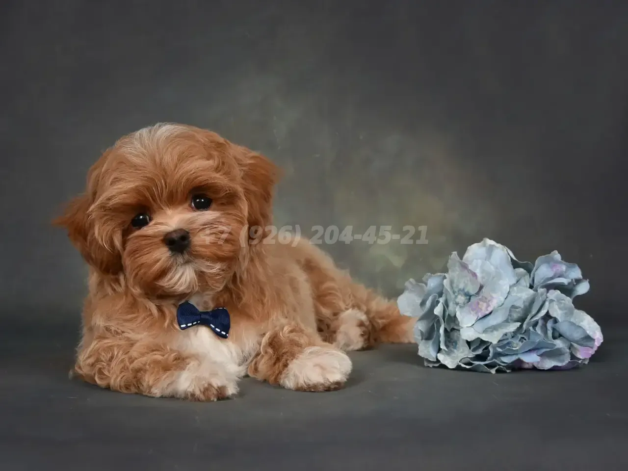 Продается щенок Мальтипу