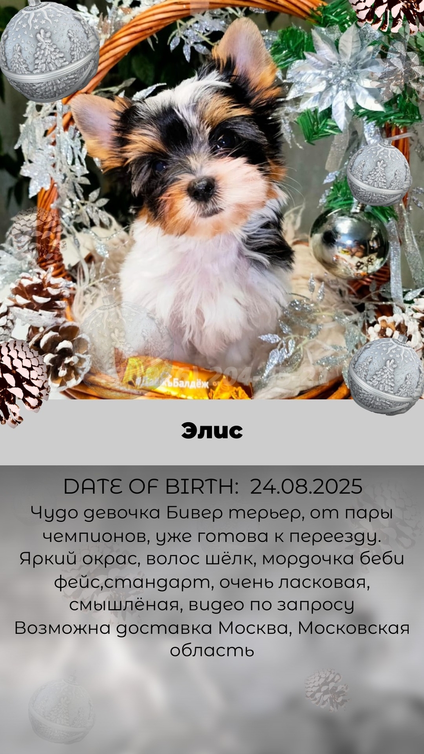 Лучик счастья Элис