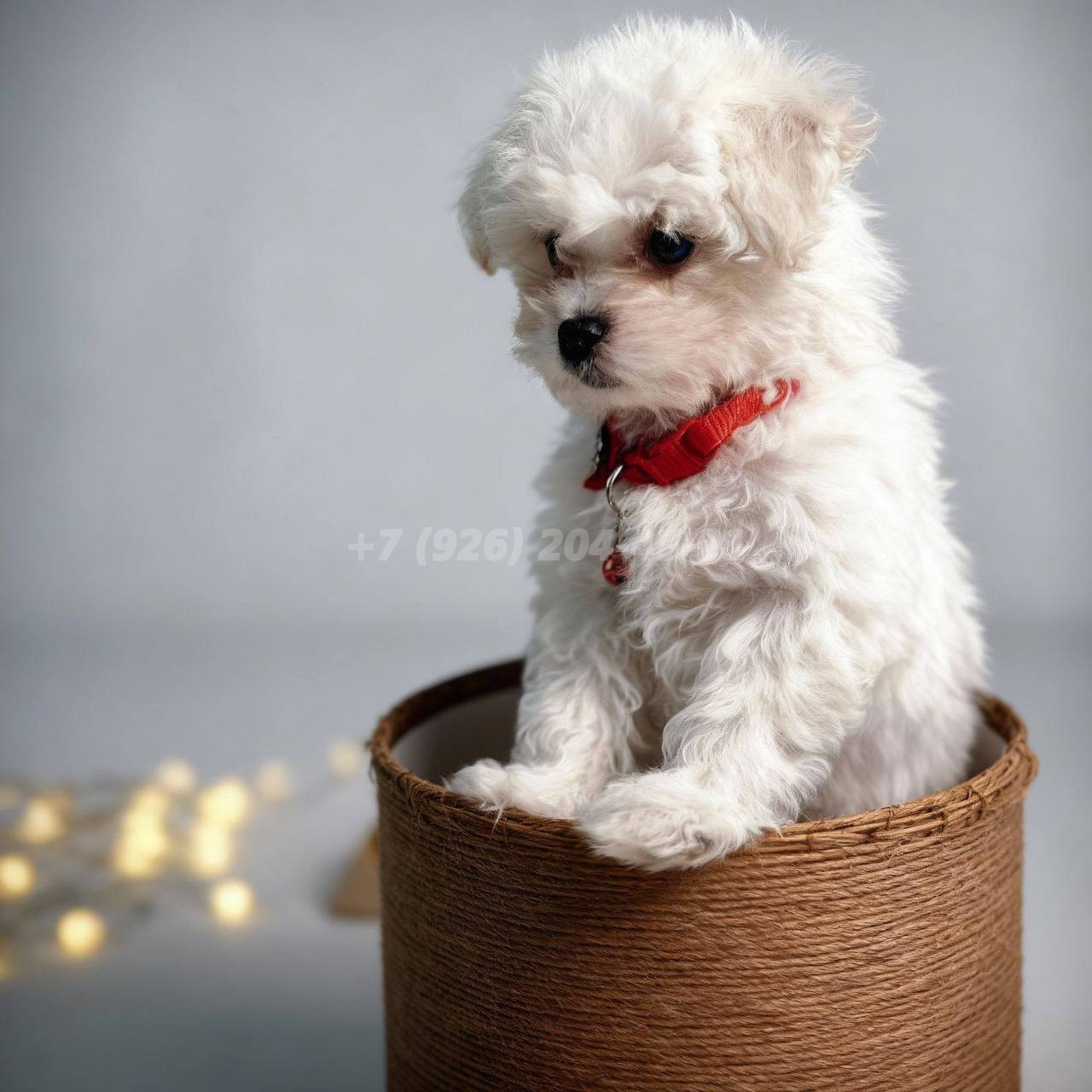 Щенок мальчик Бишон