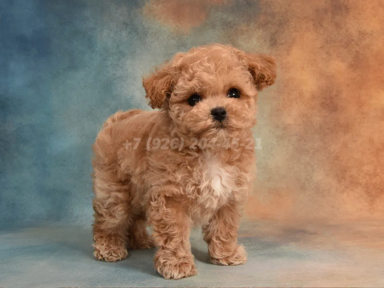 Мальчик Пушон