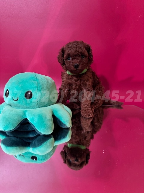 Щенок девочка Тедди Пудель