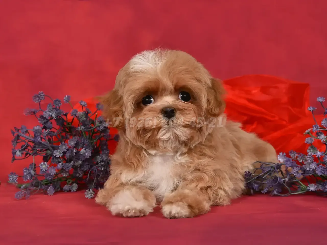 Продается щенок Мальтипу