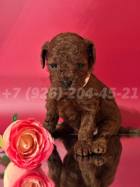 Щенок Тедди Пудель девочка