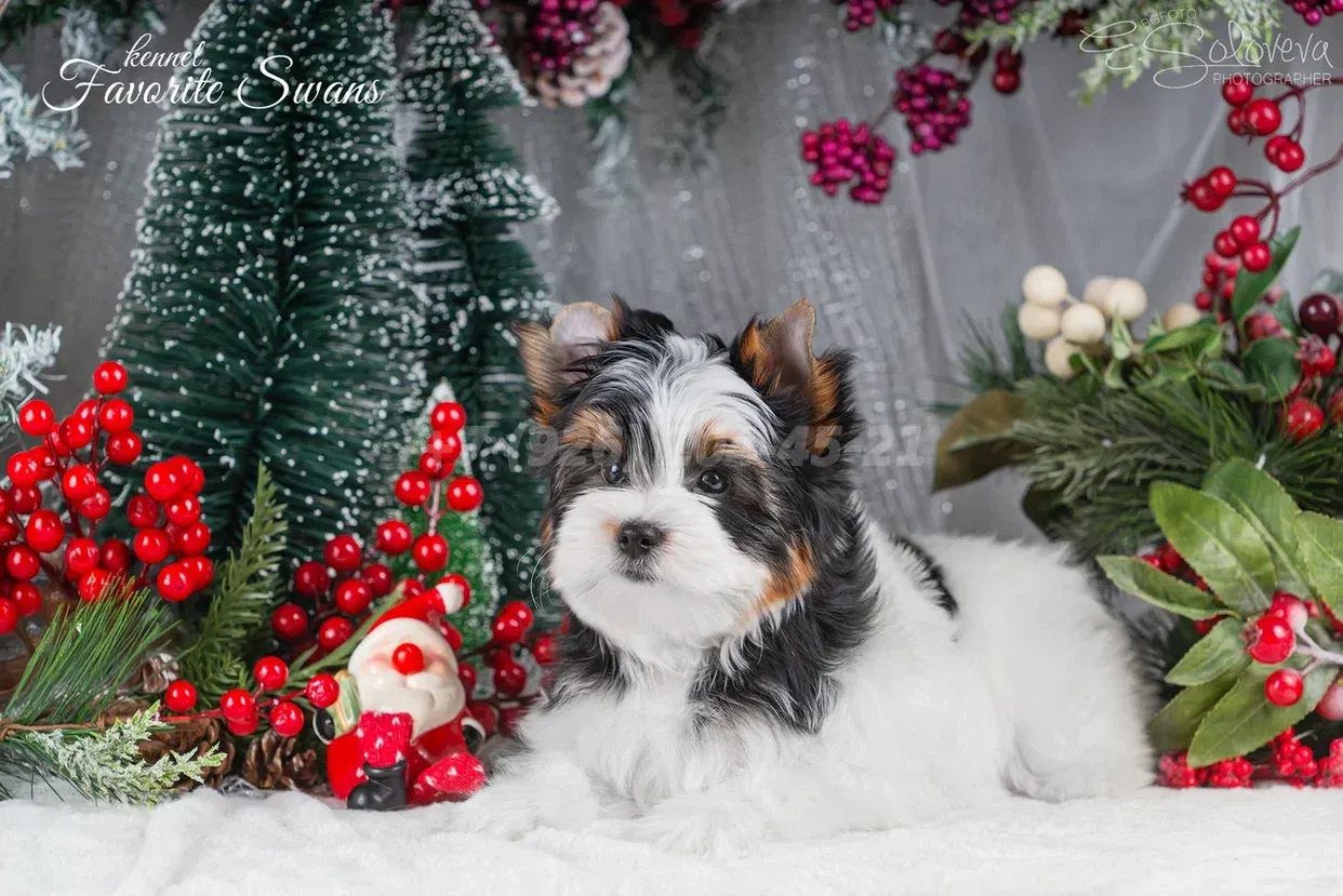 Щенок мальчик бивер