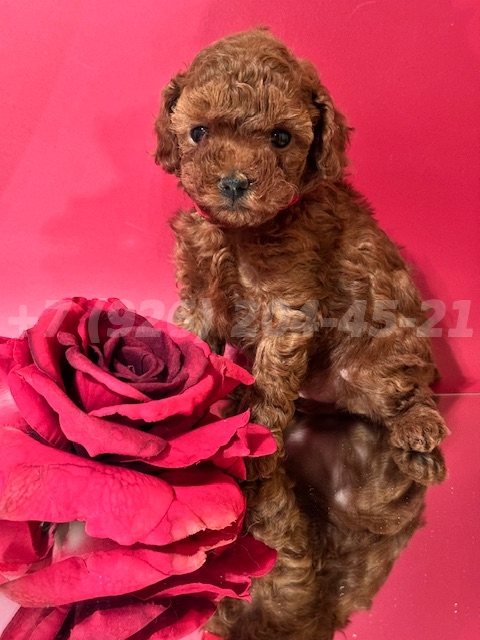 Щенок Тедди Пудель девочка