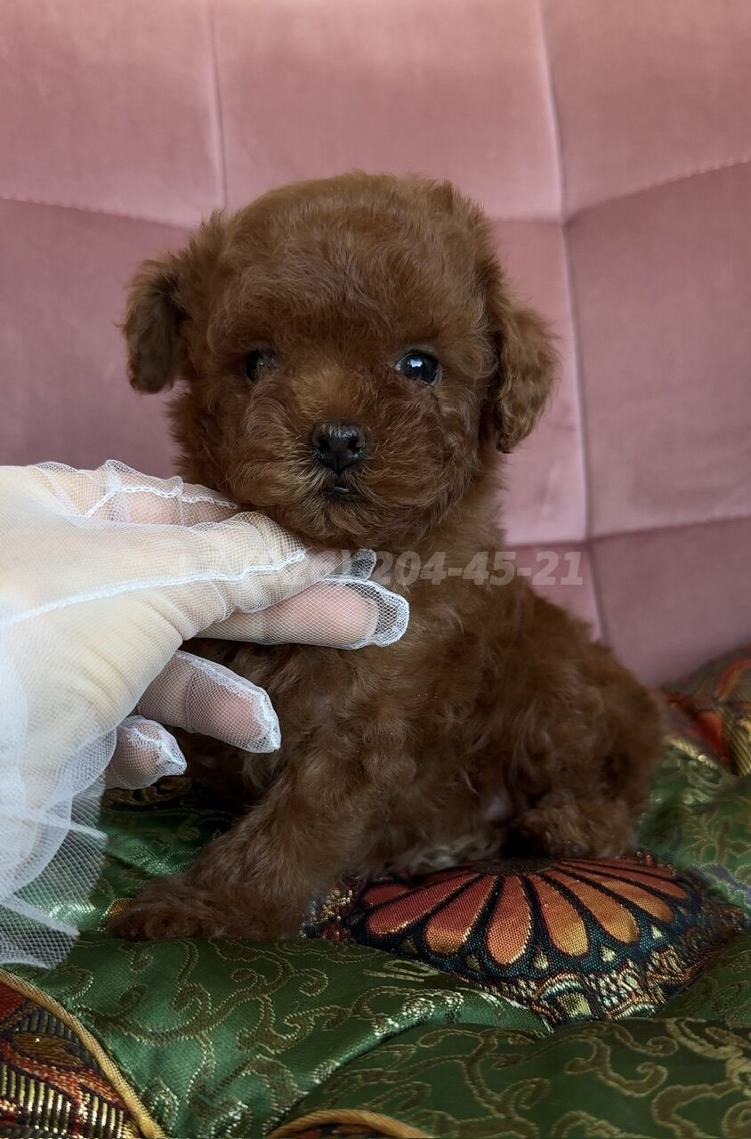 Щенок Тедди Пудель девочка