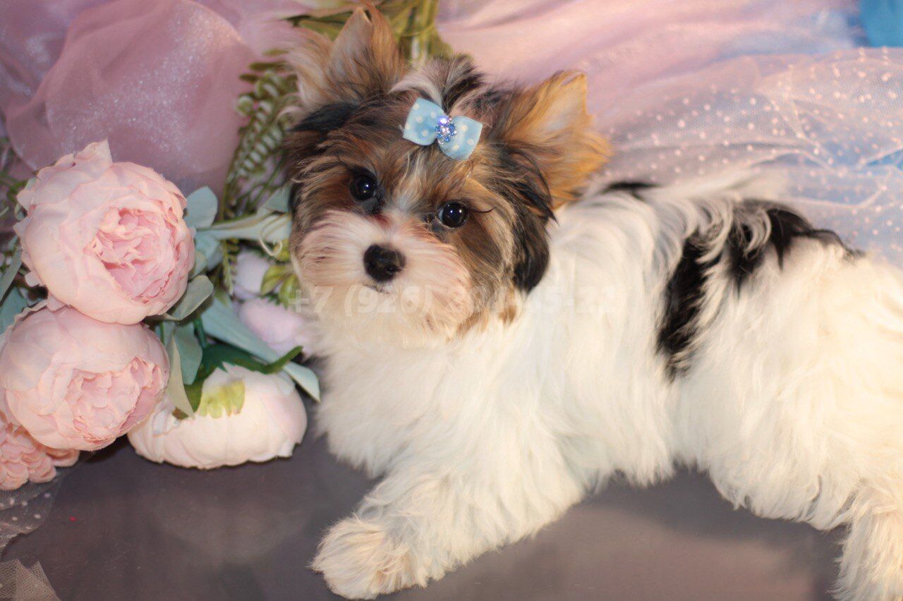 Продаются девочки Бивер