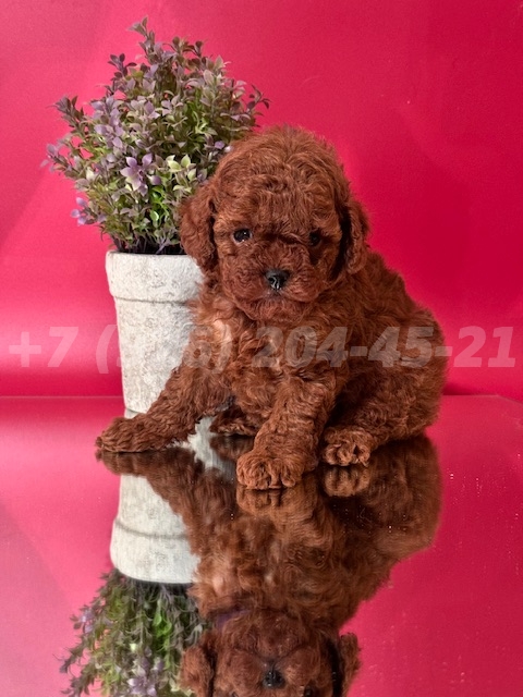 Щенок Тедди Пудель мальчик