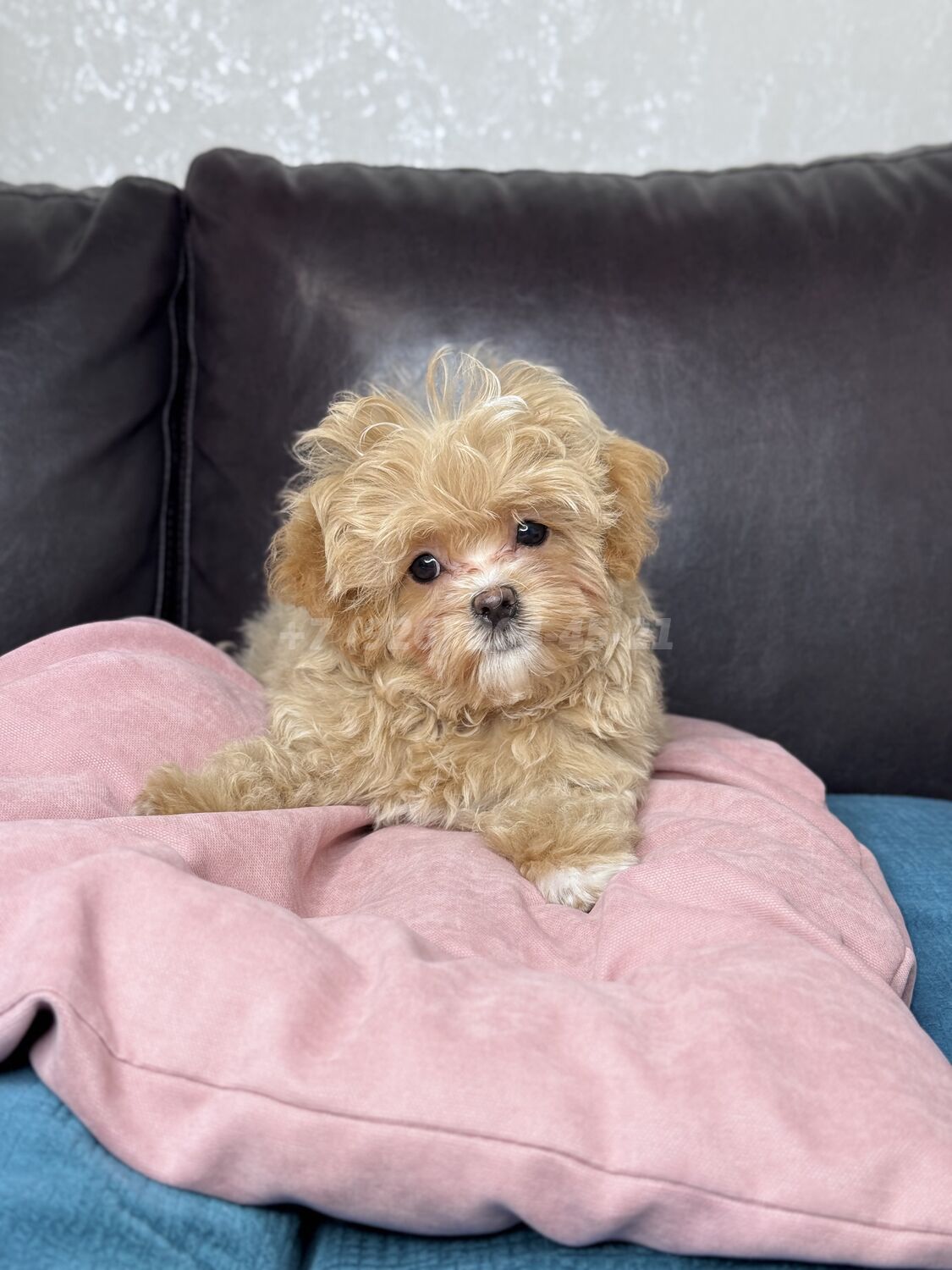 Девочка мини мальтипу f1