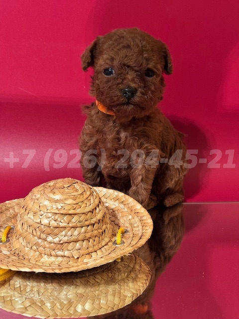 Щенок Тедди Пудель