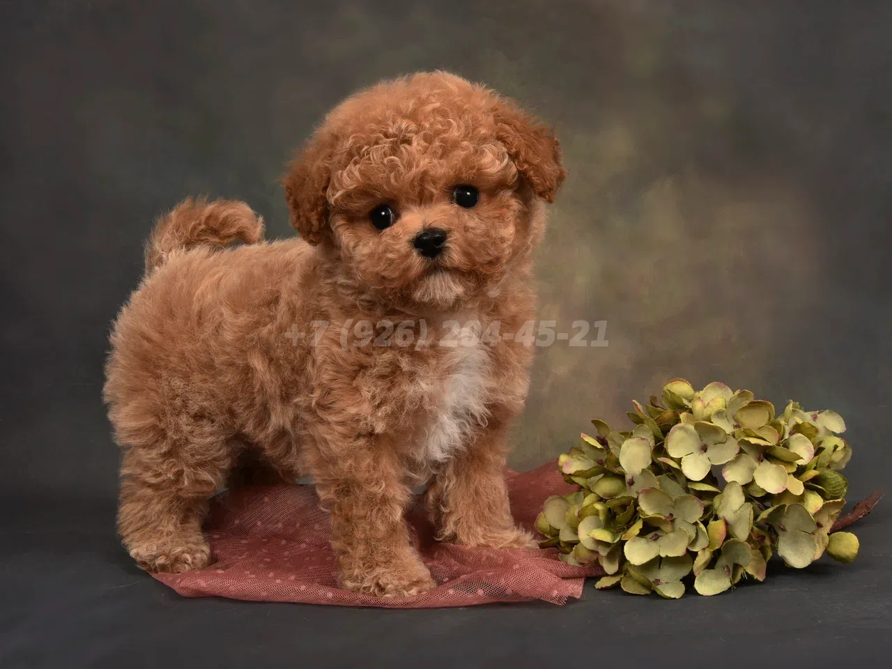 Щенок мальчик Пушон