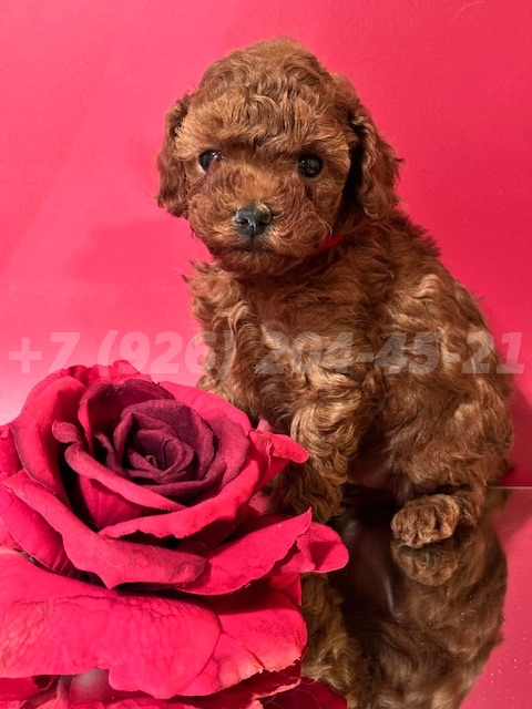 Щенок Тедди Пудель