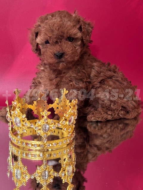 Щенок Тедди Пудель девочка