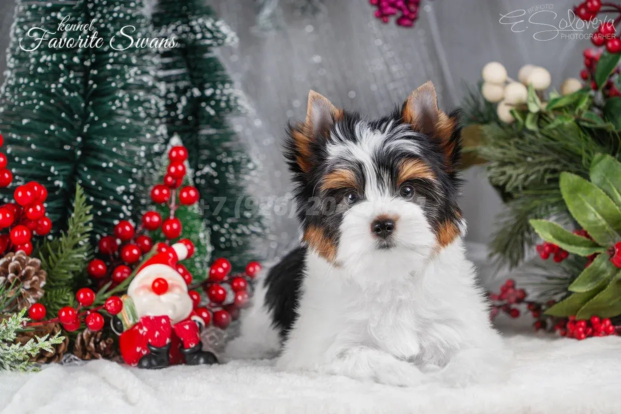 Щенок мальчик