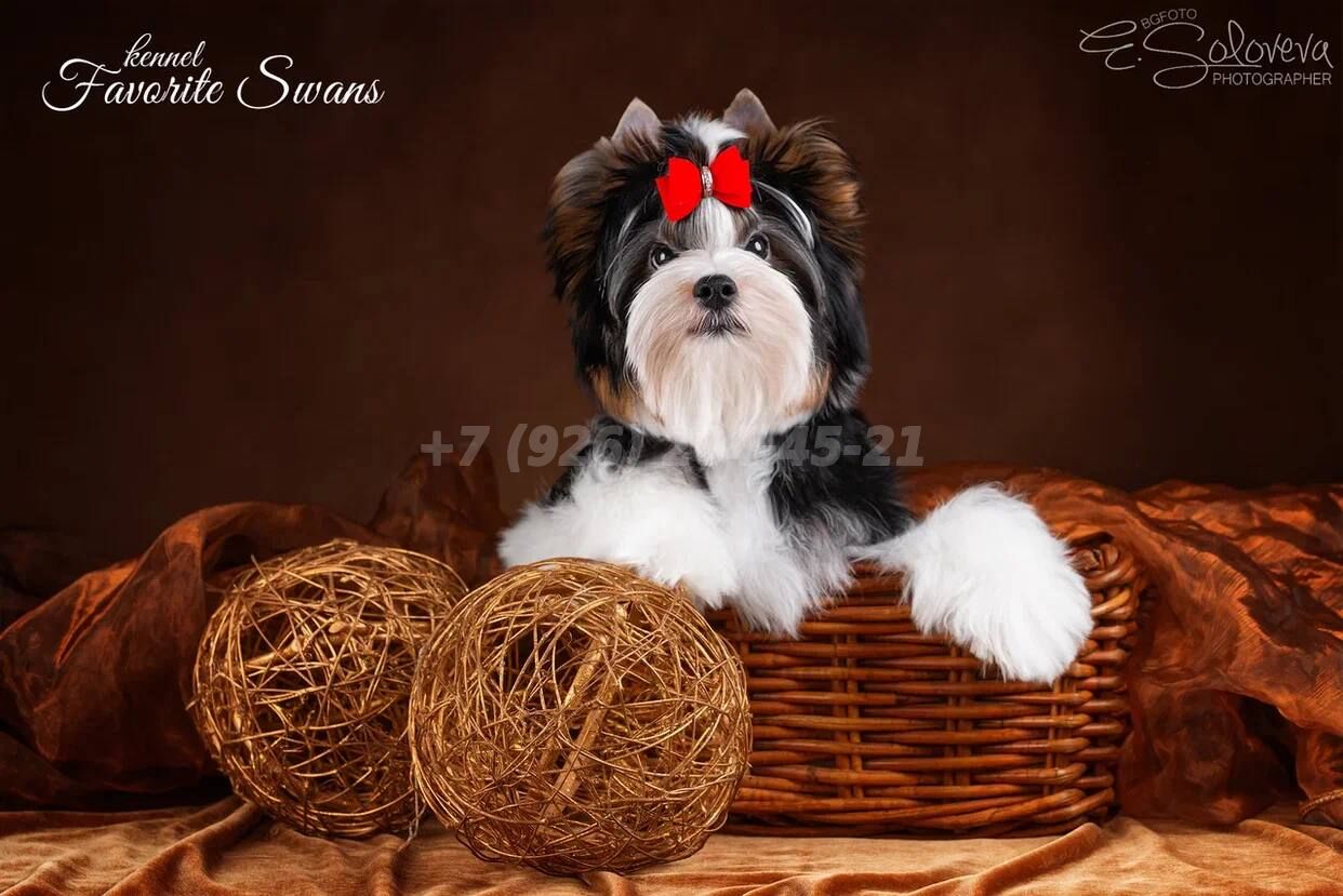 Продается щенок Бивер