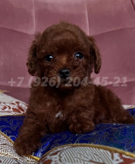 Щенок Тедди Пудель мальчик