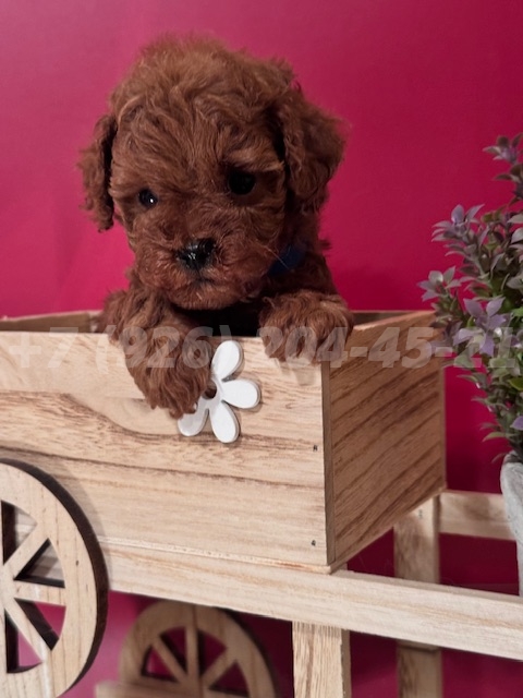 Щенок Тедди Пудель мальчик