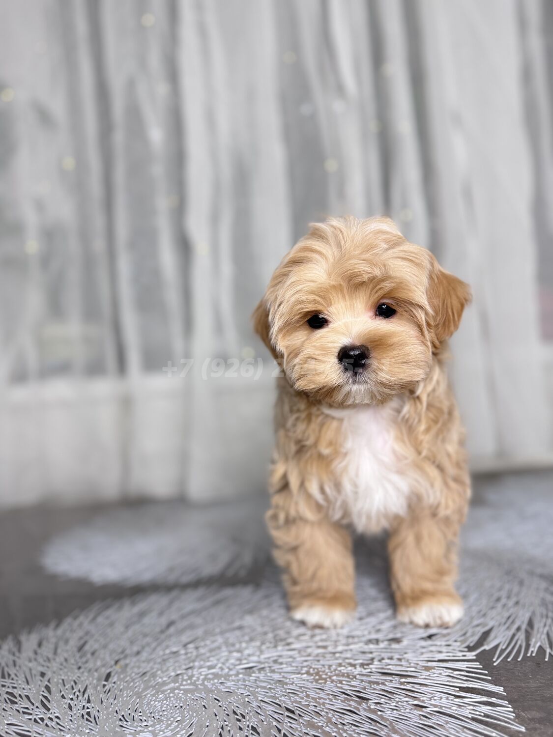 Мальтипу f1 кобель