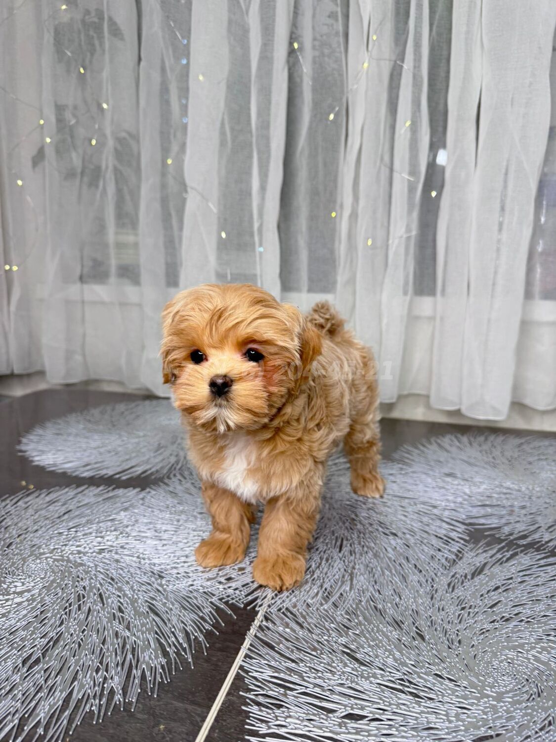 Мальтипу f1 девочка мини