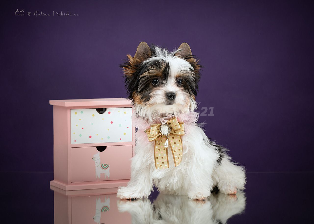 Щенок девочка Бивер