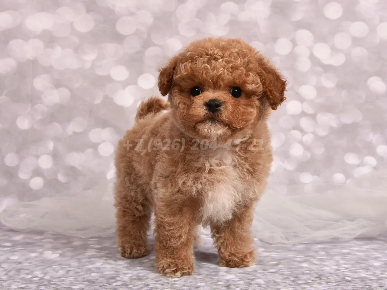 Щенок мальчик Пушон