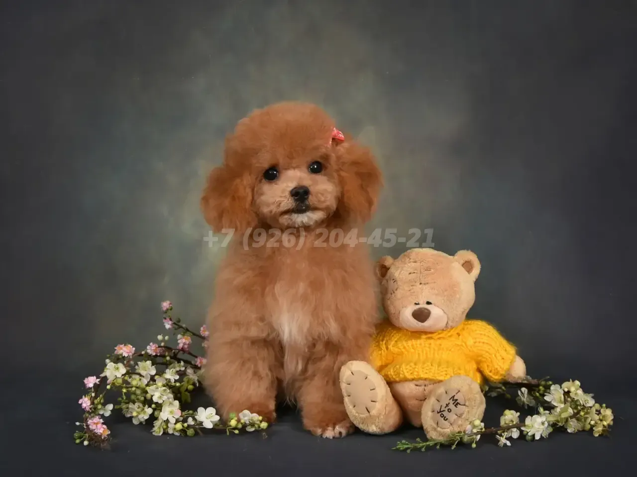 Продается щенок Пушон девочка