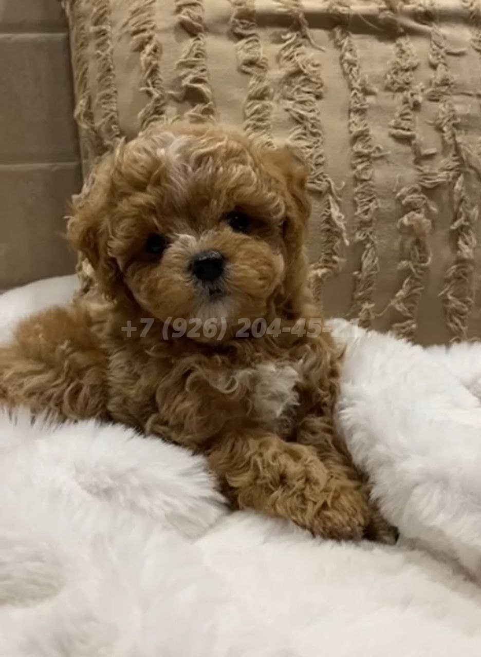 Щенок мальчик Мальтипу F1