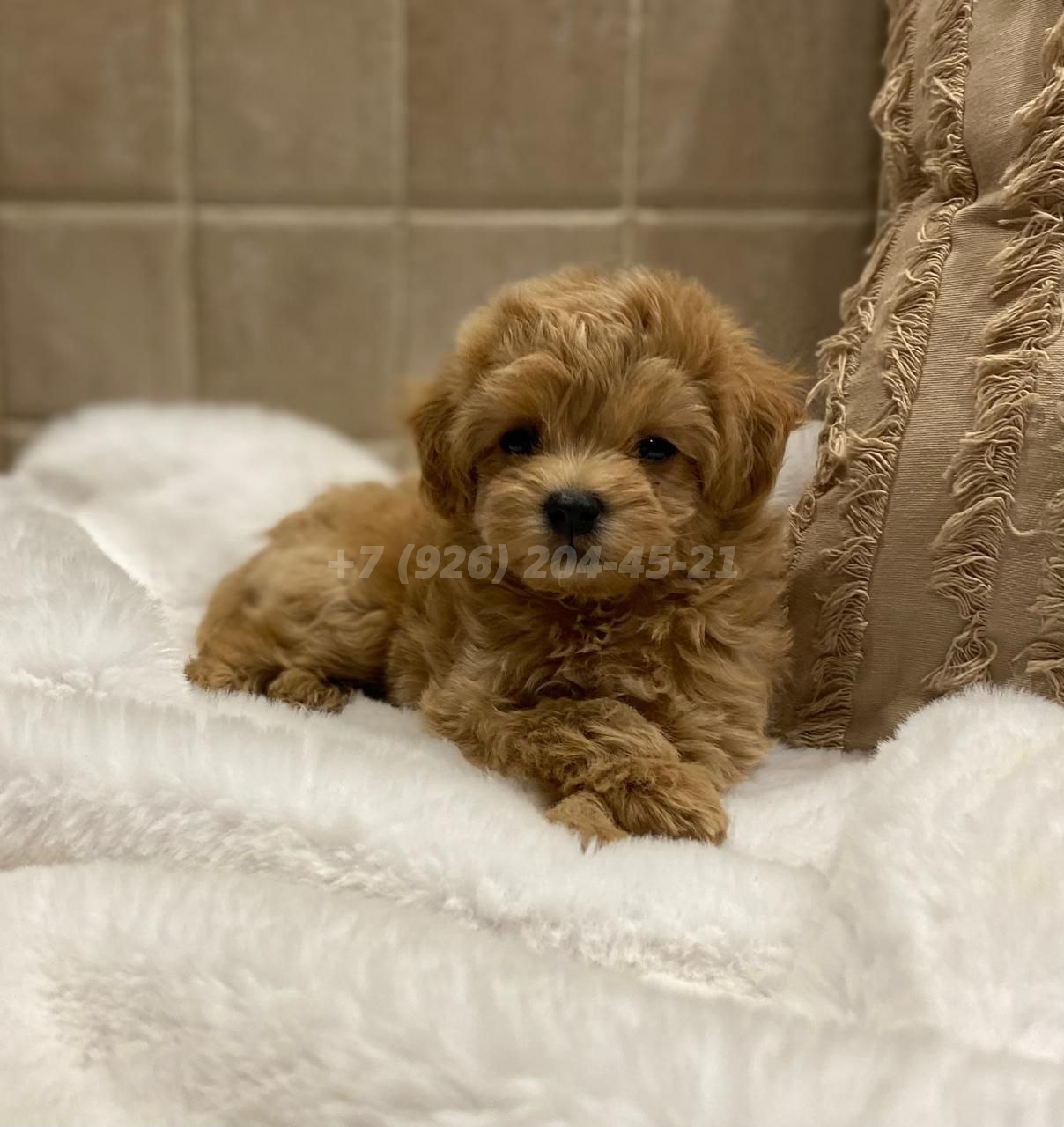 Щенок Мальтипу Ф1