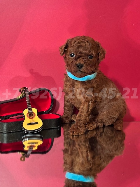 Щенок Тедди Пудель