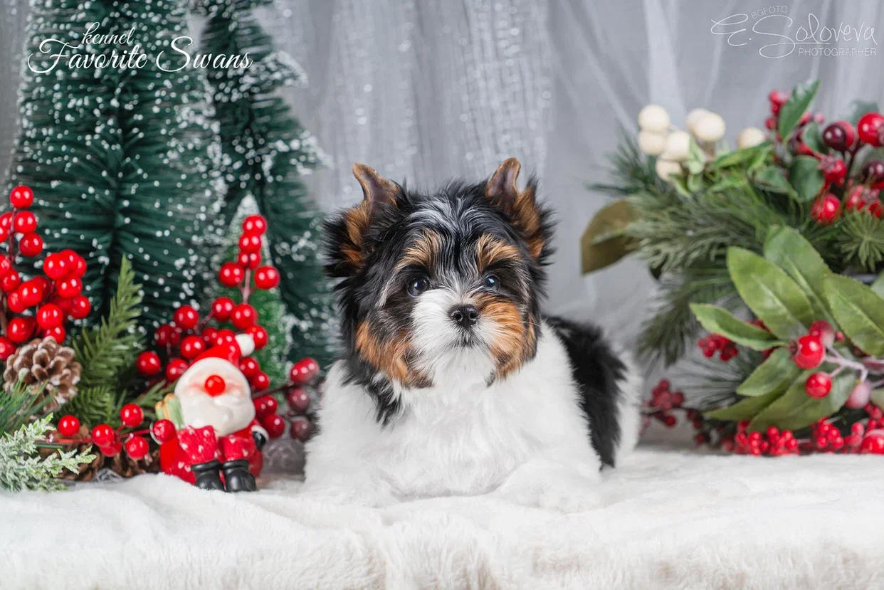 Щенок мальчик бивер