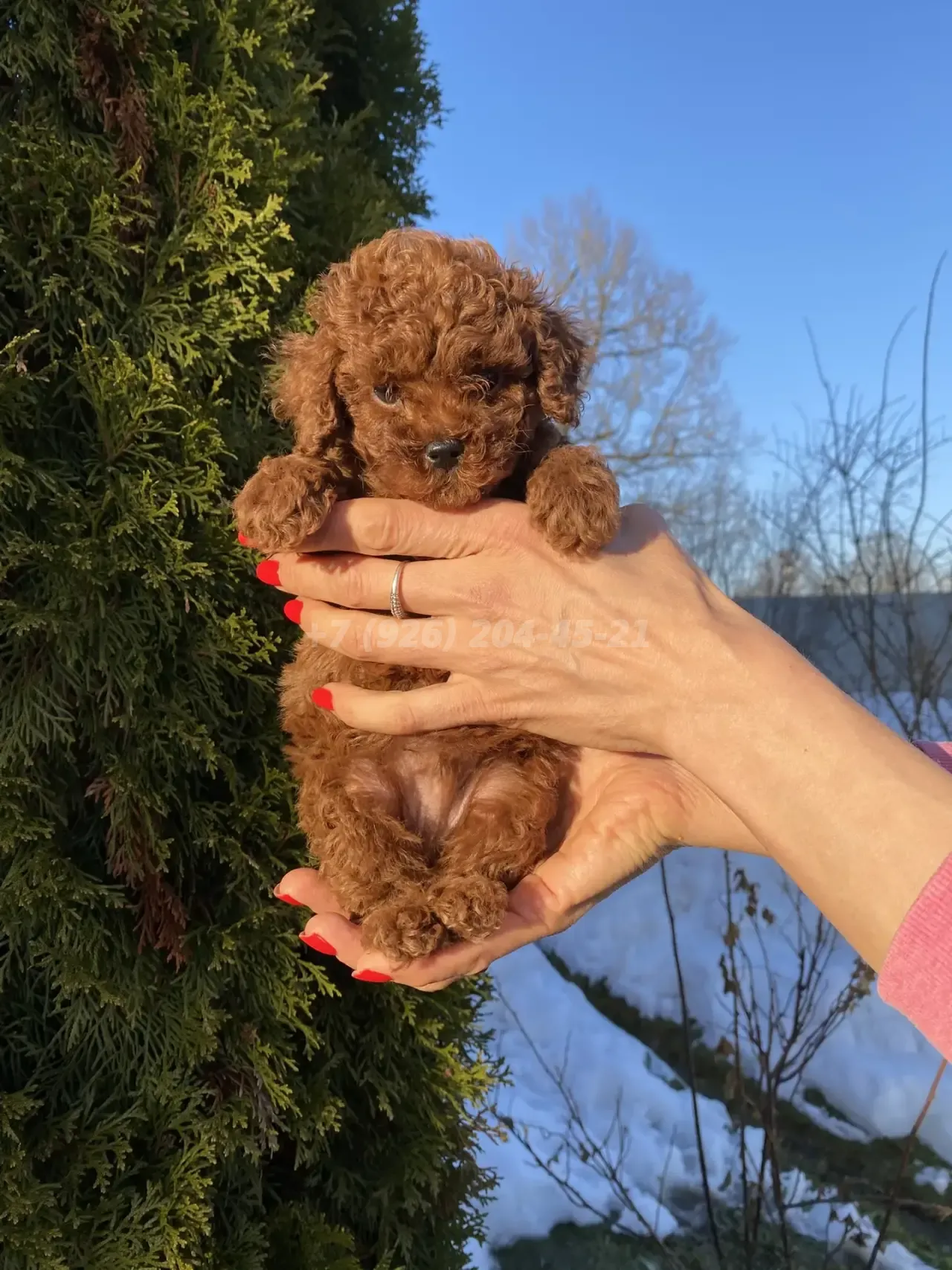 Продается я щенок мальчик Той Пудель