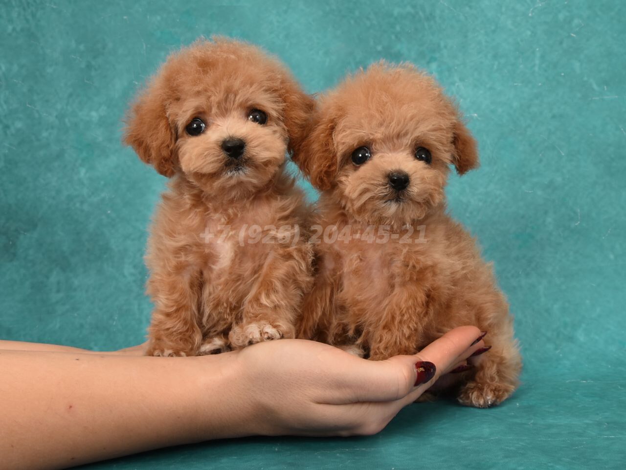 Щенки Пушоны