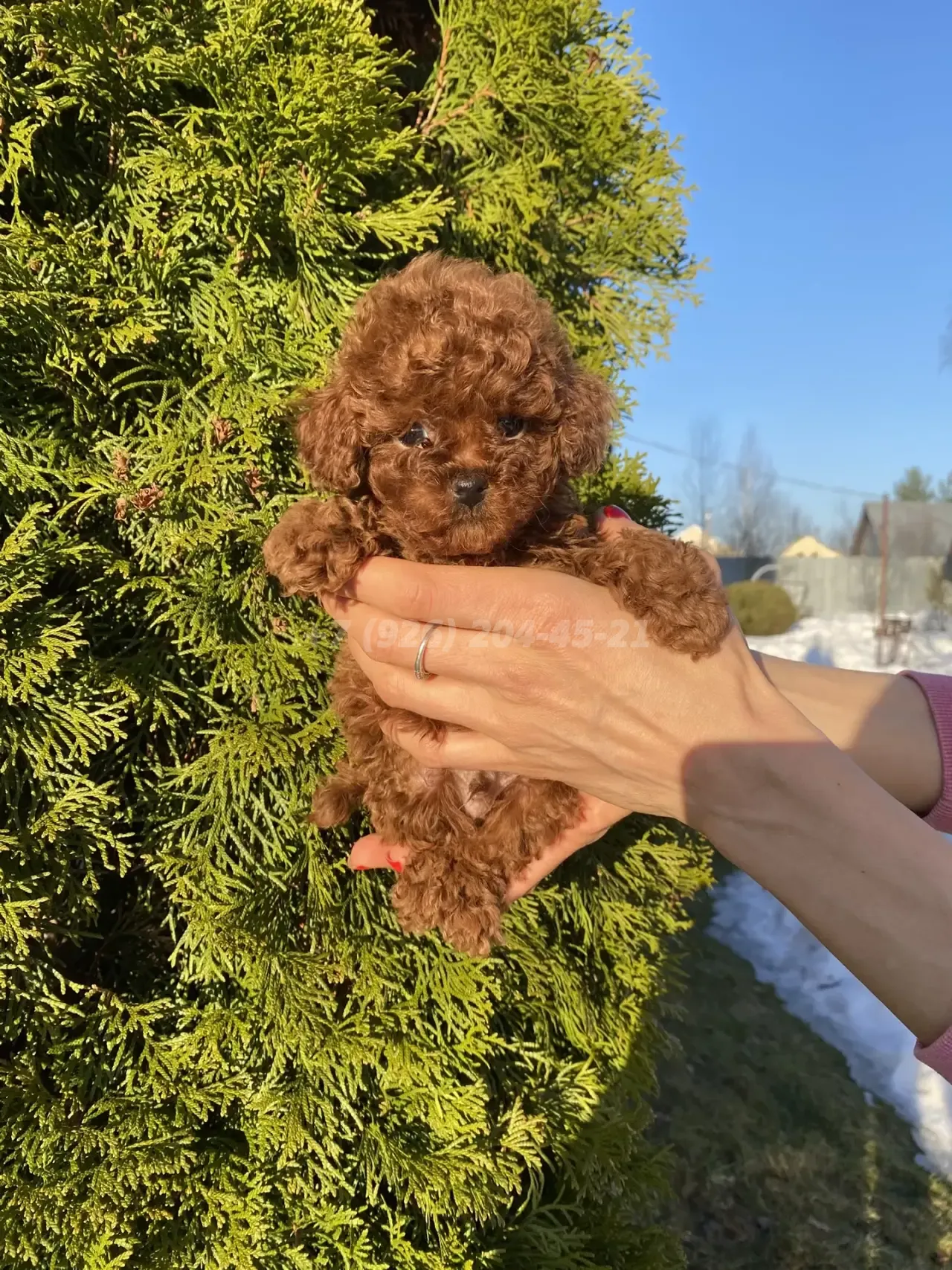 Продается щенок Тедди Пудель