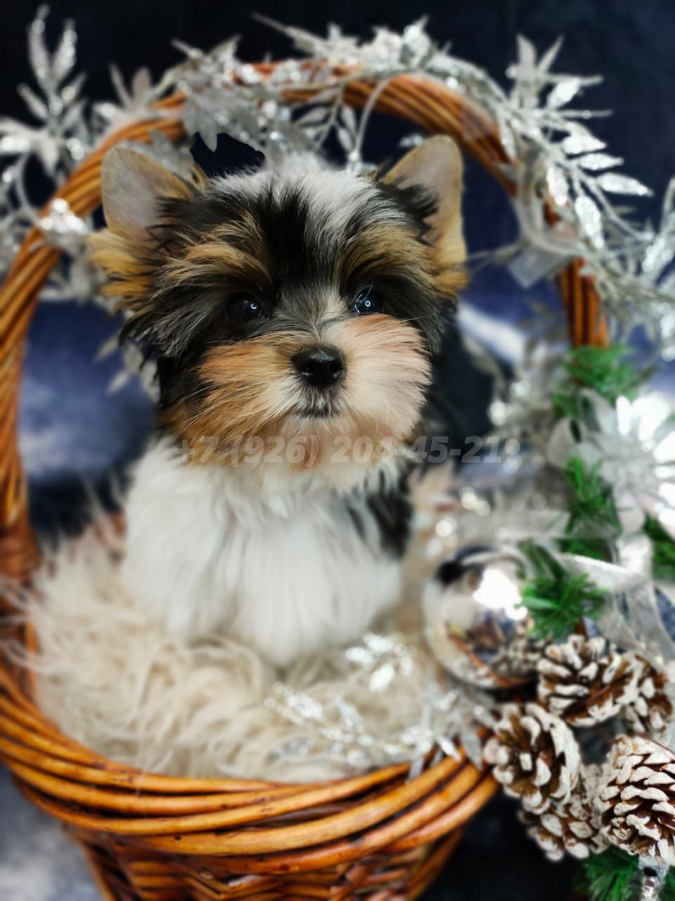 Щенок девочка Бивер