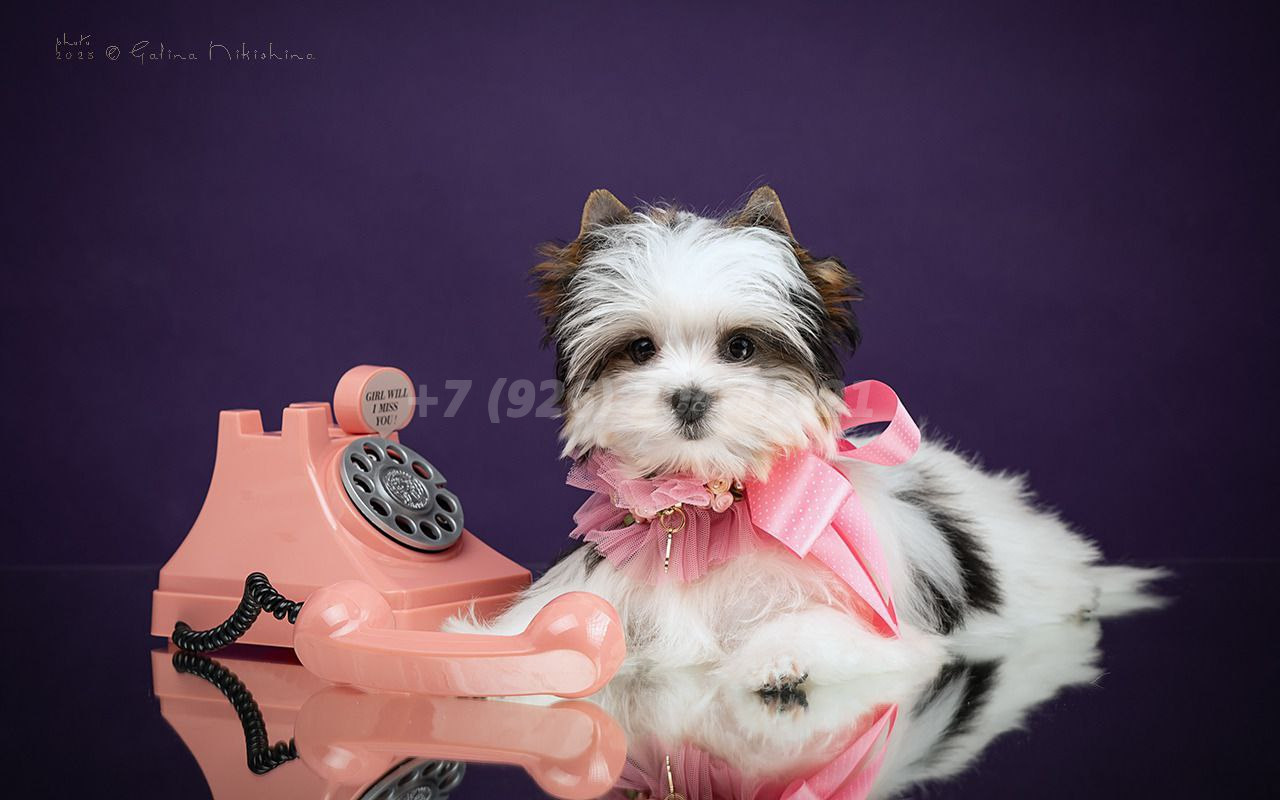 Щенок девочка Бивер