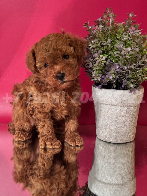 Щенок Тедди Пудель мальчик