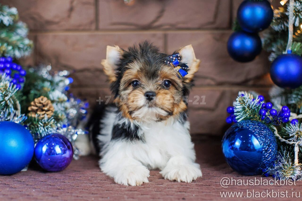 ШЕНОК МАЛЬЧИК БИВЕР