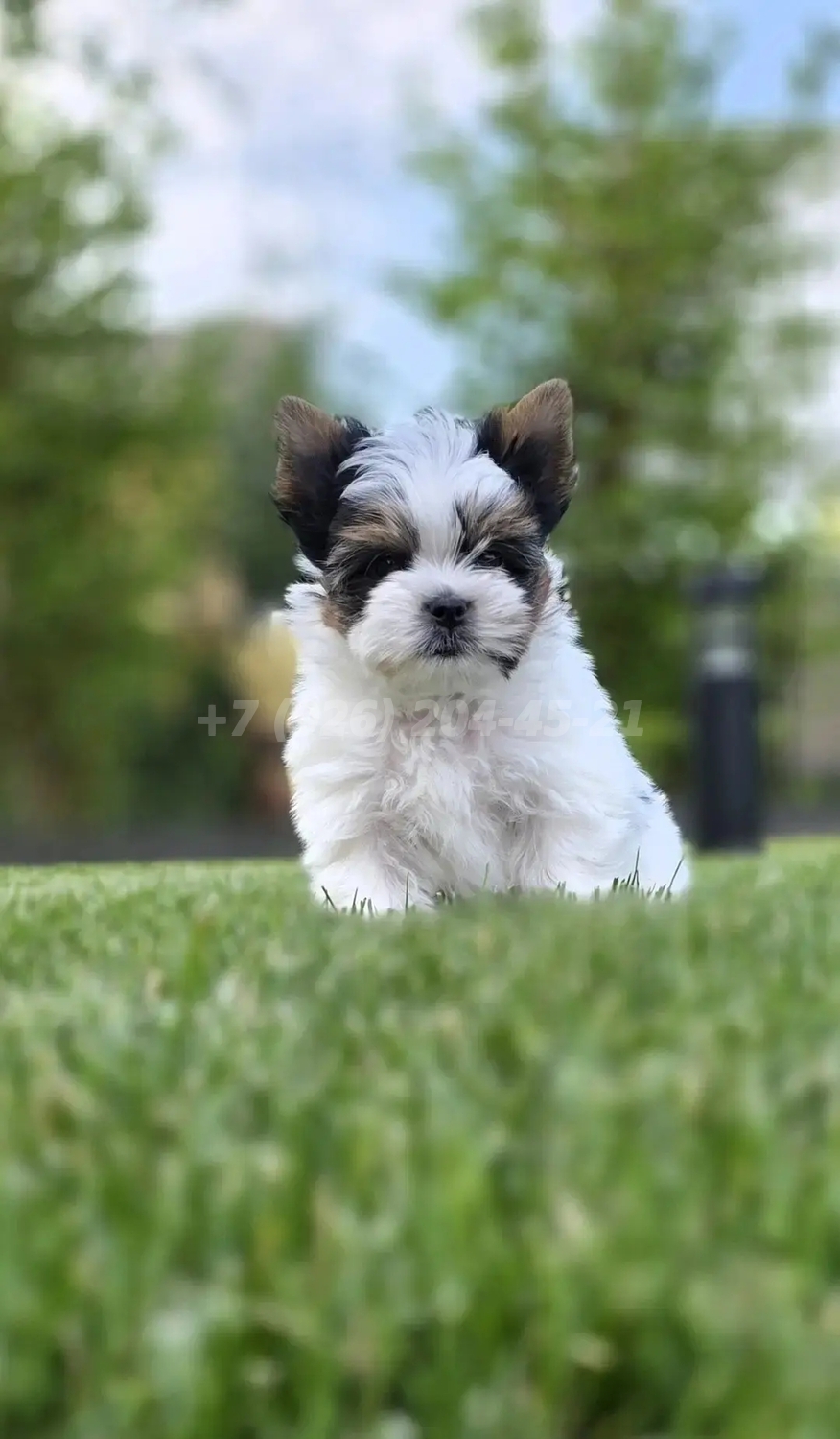 Продается щенок Бивер мальчик